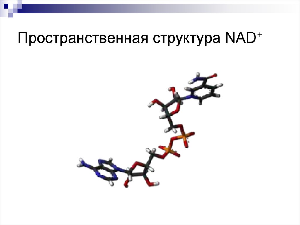 Активная структура. Креатинкиназа пространственная структура. No2- пространственная структура. Пространственная структура региона. Пространственная структура Новосибирска.