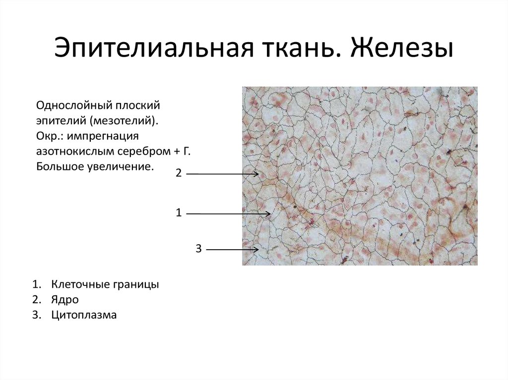 Ткань желез. Однослойный плоский эпителий мезотелий импрегнация серебром. Однослойный плоский эпителий азотнокислым серебром. Однослойный плоский эпителий импрегнация серебром. Эпителиальная ткань цитоплазма.