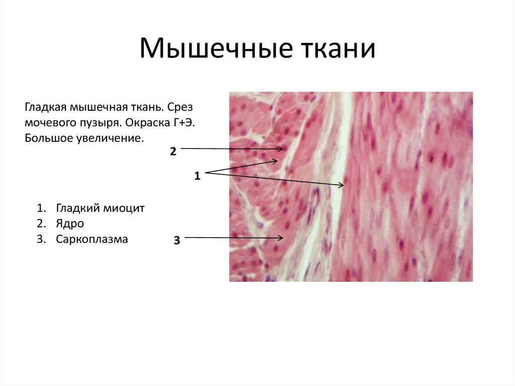 Гладкие мышцы