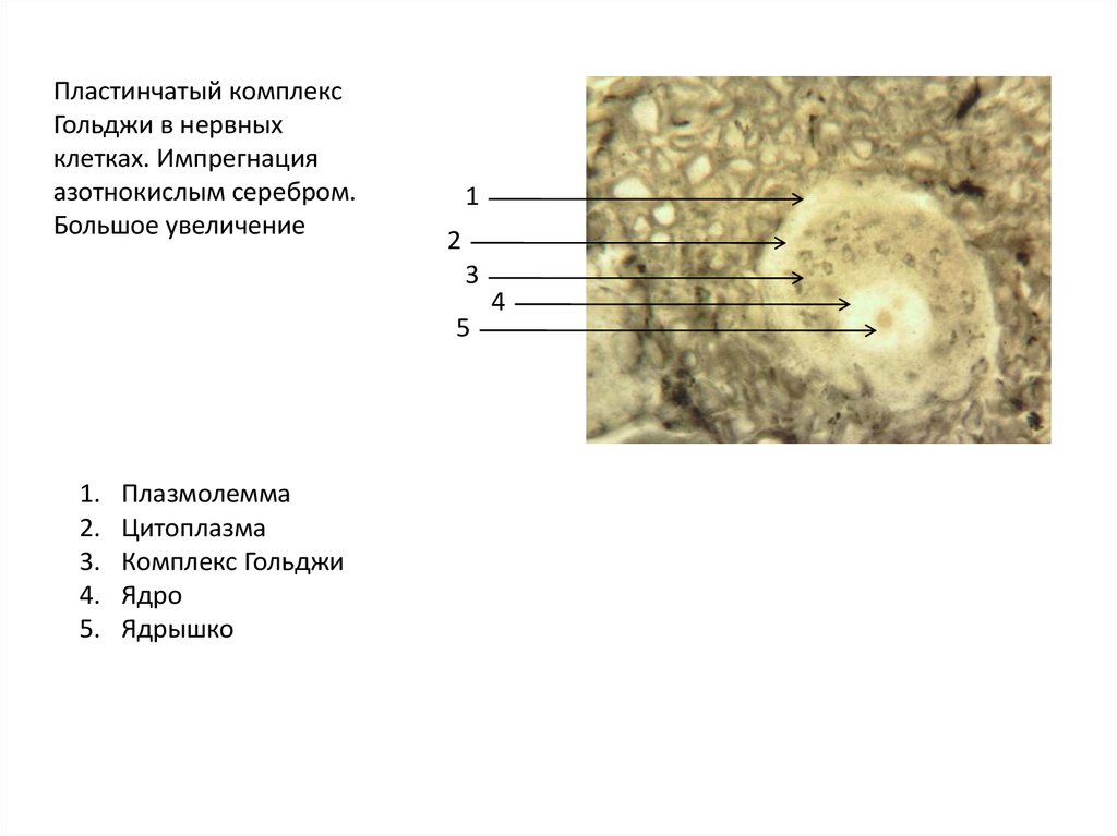 Пластинчатый комплекс