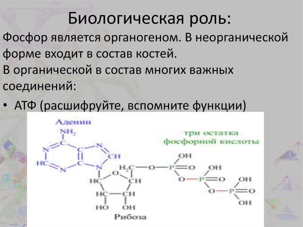 Биологическая роль размножения