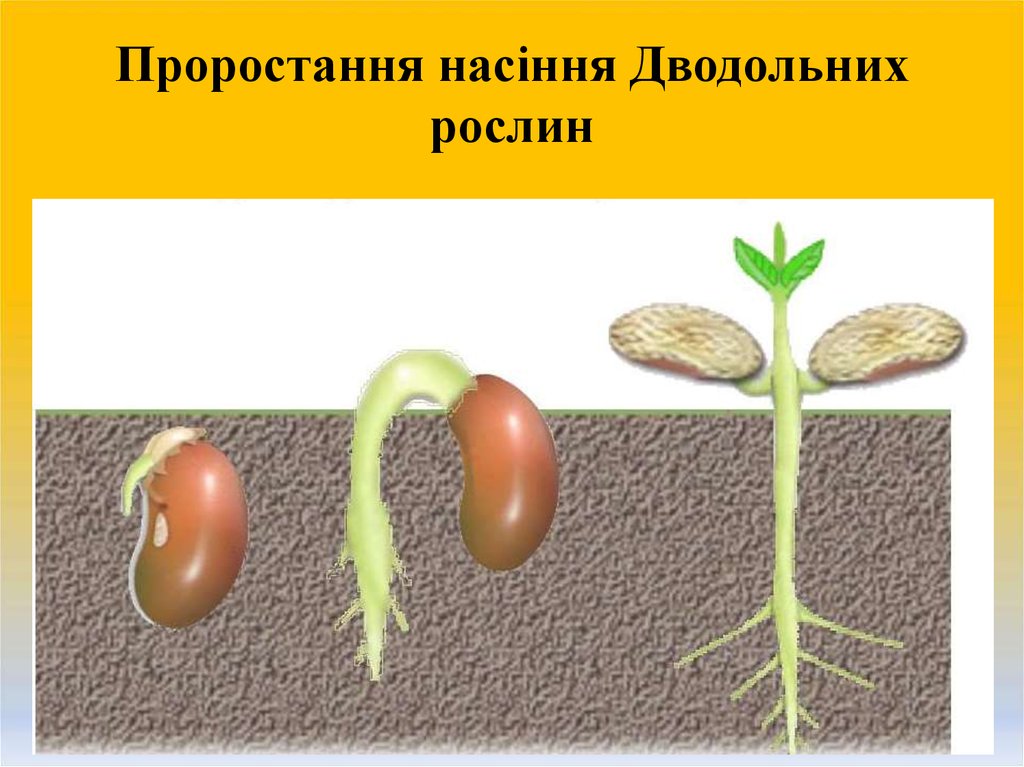Проростання насіння Дводольних рослин