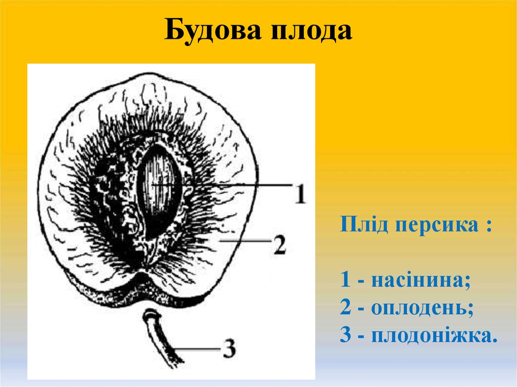 Крупные части плода. Строение плода. Плод строение плода. Части плода персика. Структуры плода персика.