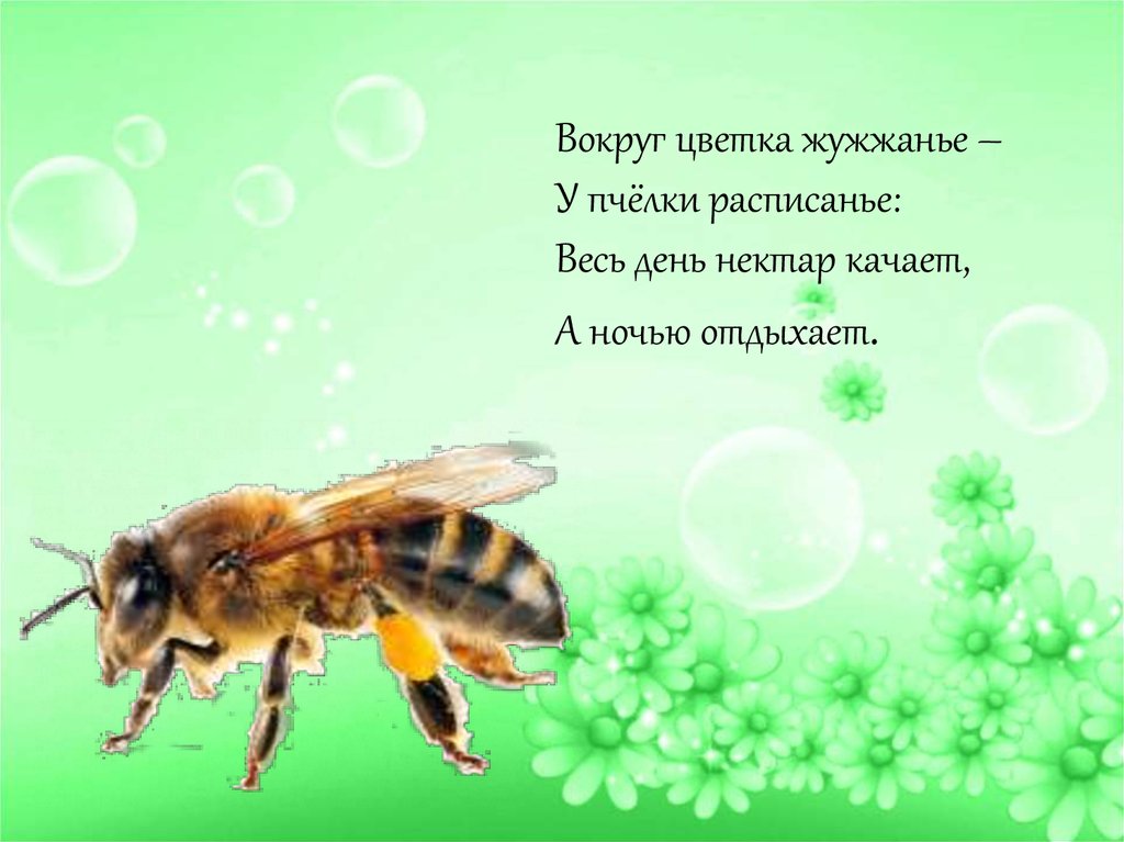 Жужжание как пишется. Стих про пчелку. Жужжание пчелки. Стих про жужжание. Стихотворение жужжание шмеля.