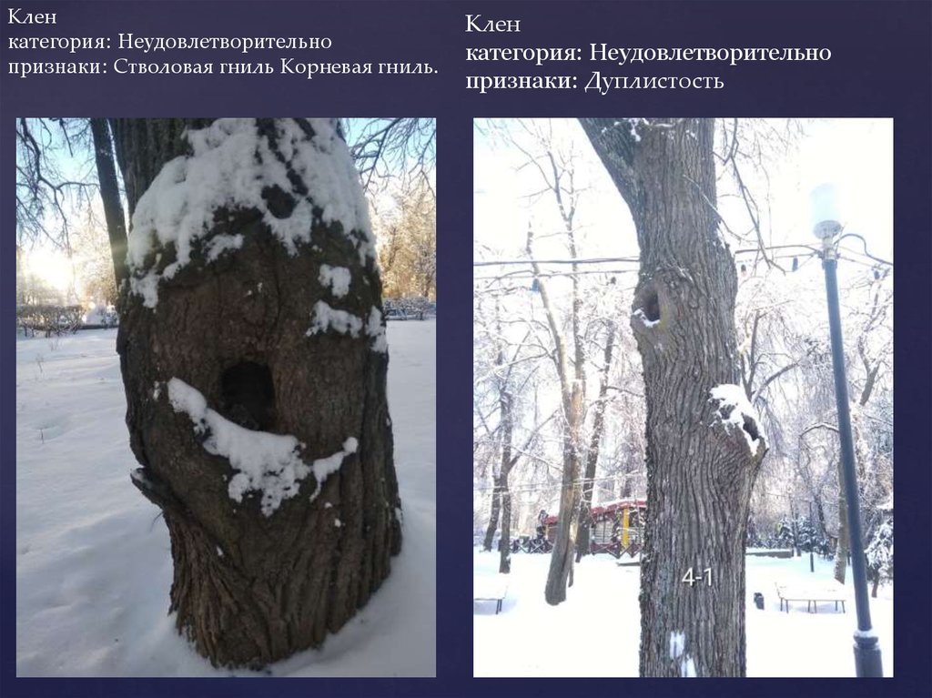 Клен категория: Неудовлетворительно признаки: Стволовая гниль Корневая гниль. Клен категория: Неудовлетворительно признаки:
