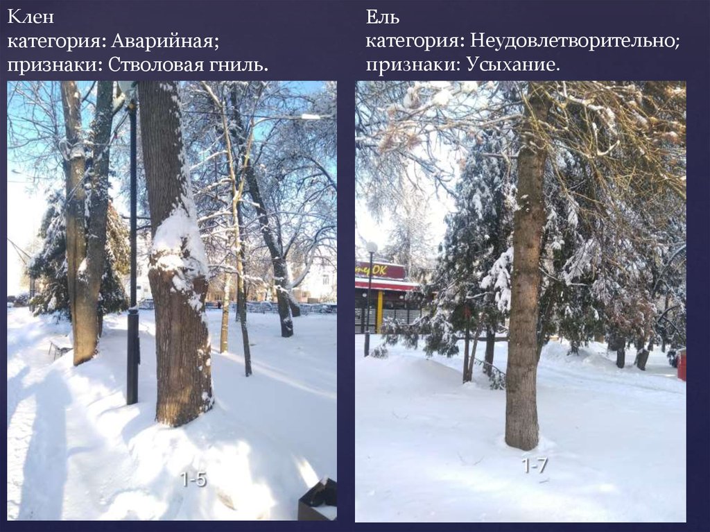 Клен категория: Аварийная; признаки: Стволовая гниль. Ель категория: Неудовлетворительно; признаки: Усыхание.