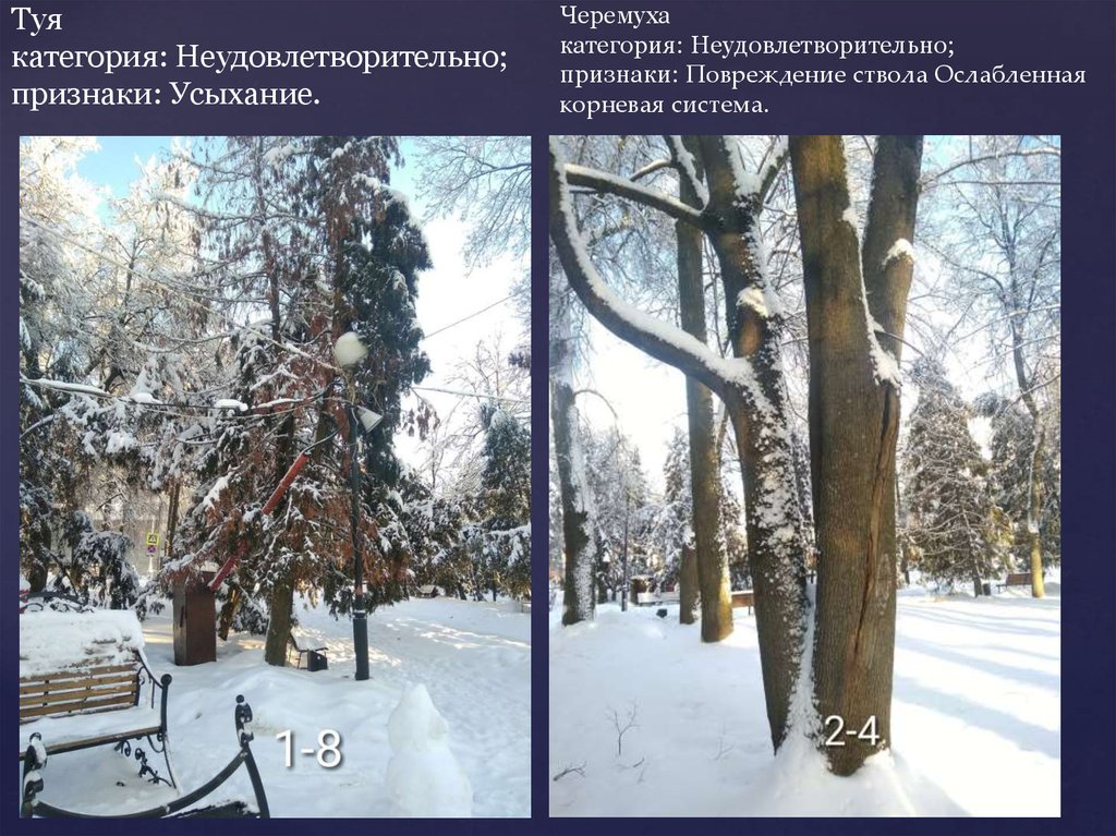 Туя категория: Неудовлетворительно; признаки: Усыхание. Черемуха категория: Неудовлетворительно; признаки: Повреждение ствола