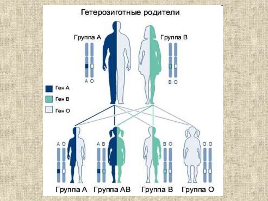 Определите гетерозиготный. Гетерозиготные родители. Гетерозиготный отец. Гетерозиготный организм это. Гомозиготные и гетерозиготные организмы это.