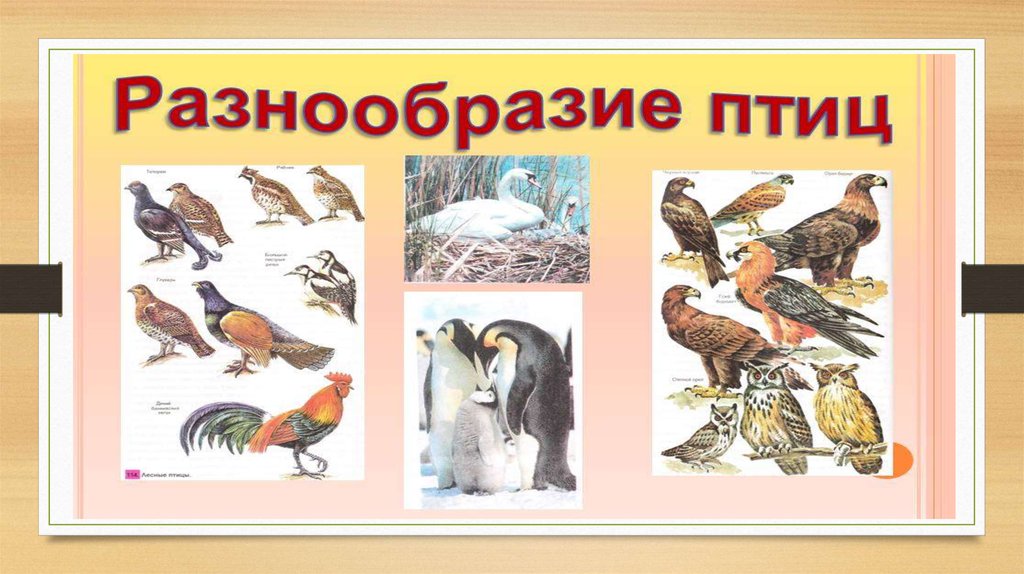 Разнообразие птиц презентация. Разнообразие птиц. Птицы многообразие птиц. Разнообразие птиц рисунок. Многообразие пернатых рисунки.