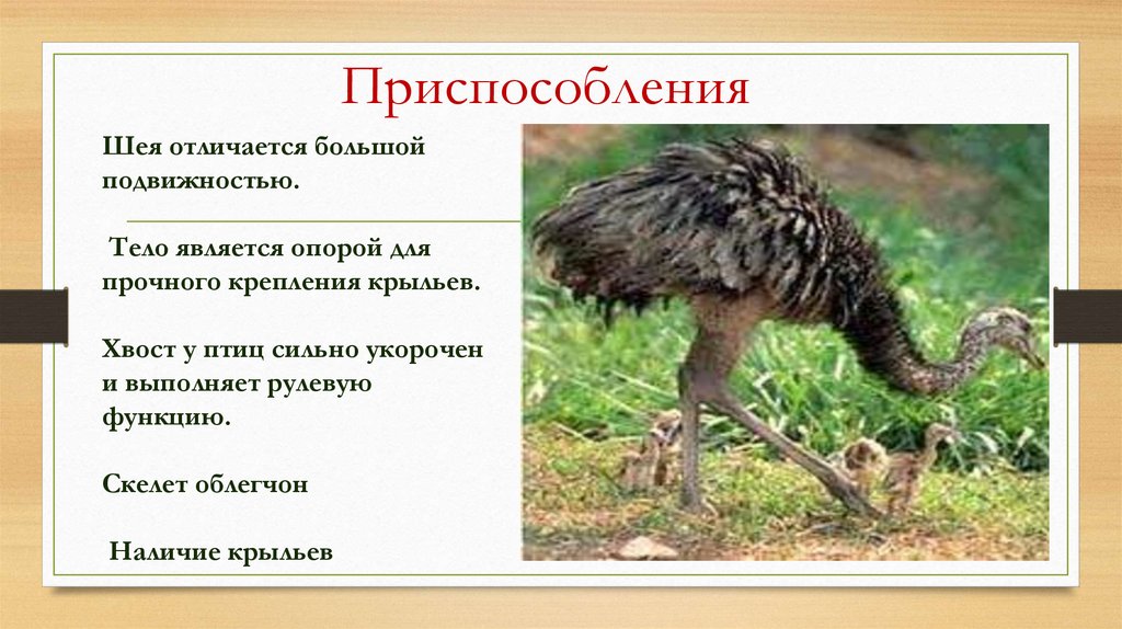 Приспособления птиц. Функции хвоста птиц. Приспособление птиц к жизни. Интересные адаптации у птиц. Приспособление шея отличается.