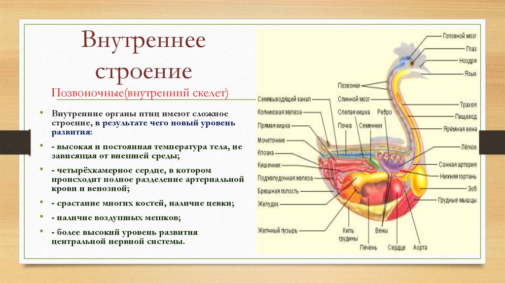 Внутренние птицы. Внутреннее строение гусеобразных. Отряд Гусеобразные внутреннее строение. Внешнее и внутреннее строение гусеобразных.. Внутренние органы птицы.