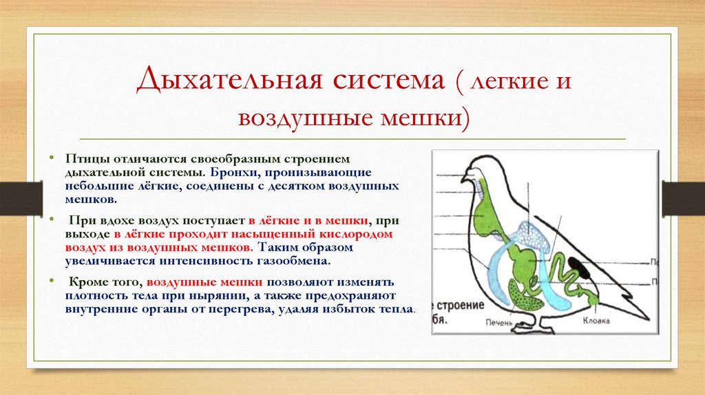 Схема движения воздуха в дыхательной системе птиц