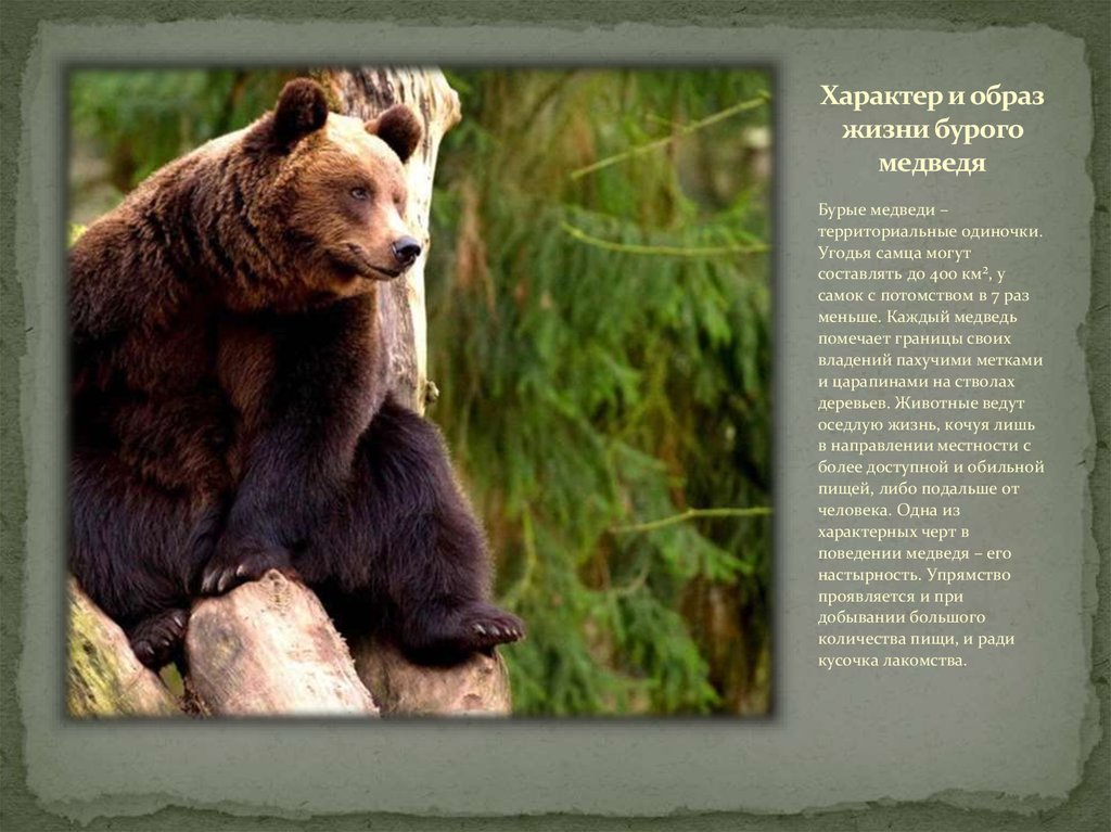 Сочинение 5 класс по фотографии бурый медведь 5 класс