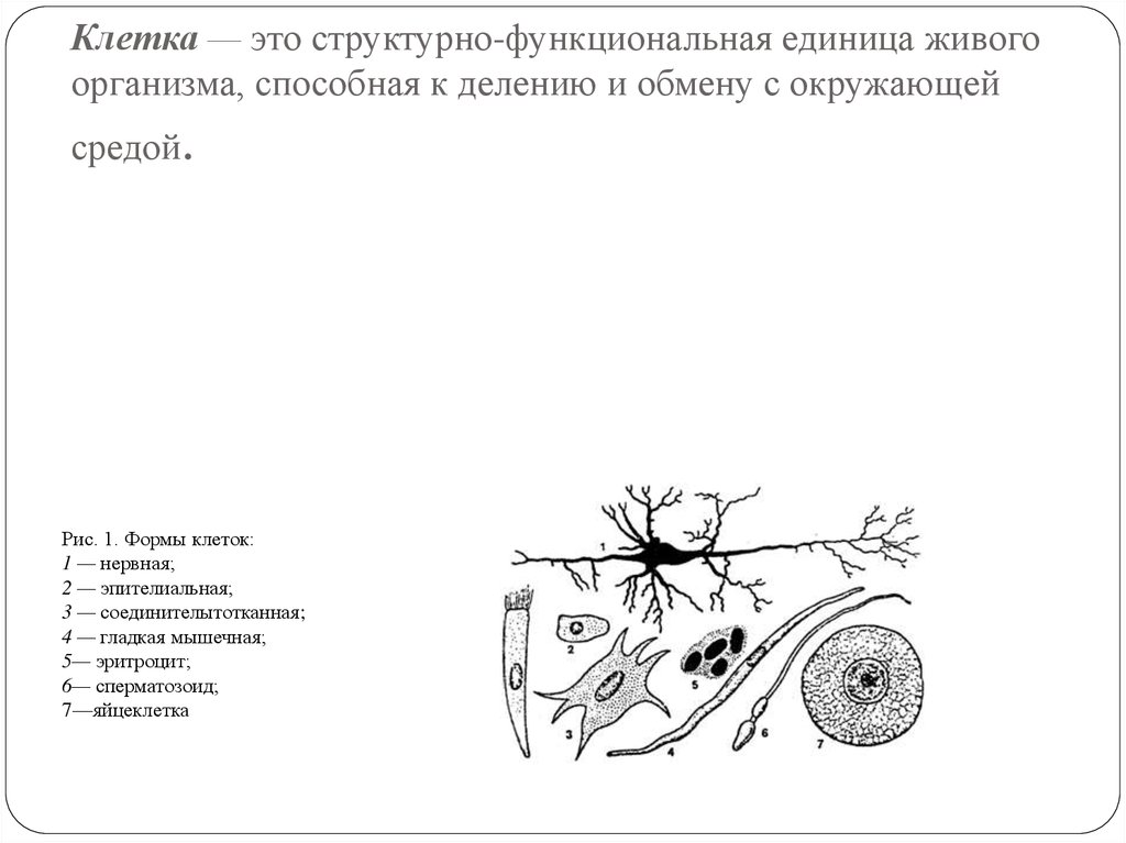 Клетка является функциональной единицей живого приведите доказательства