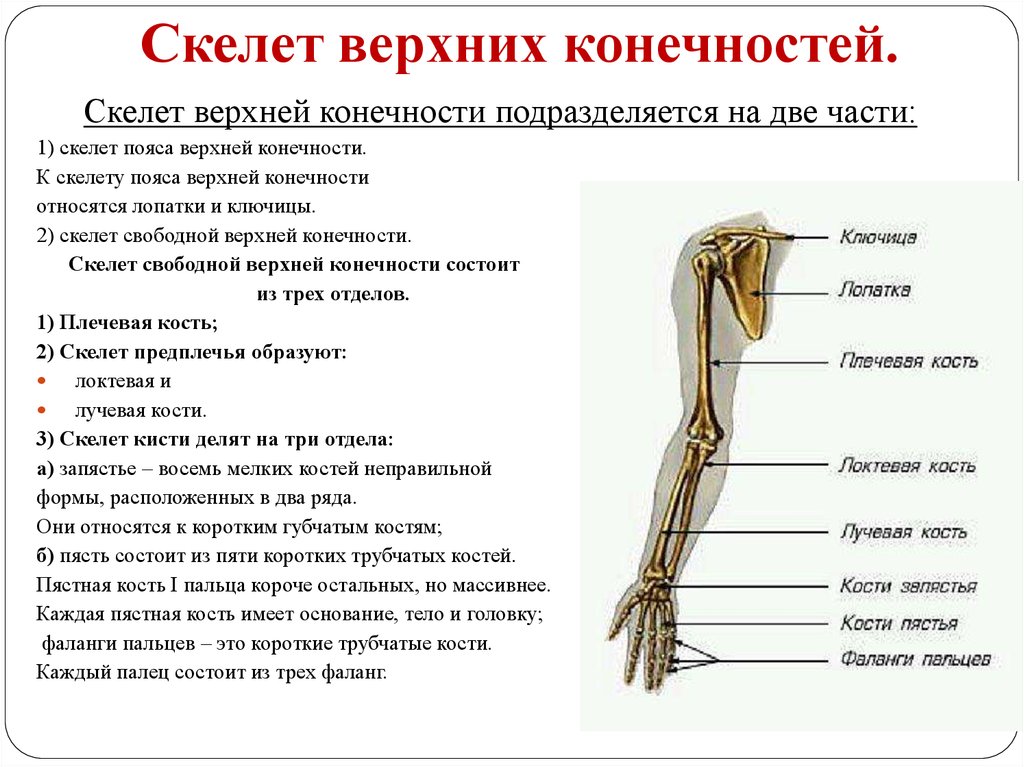 К скелету свободных конечностей относятся. Функции скелета верхних конечностей. Пояс верхних конечностей человека таблица строение. Строение скелета верхней конечности. Строение верхней конечности анатомия.