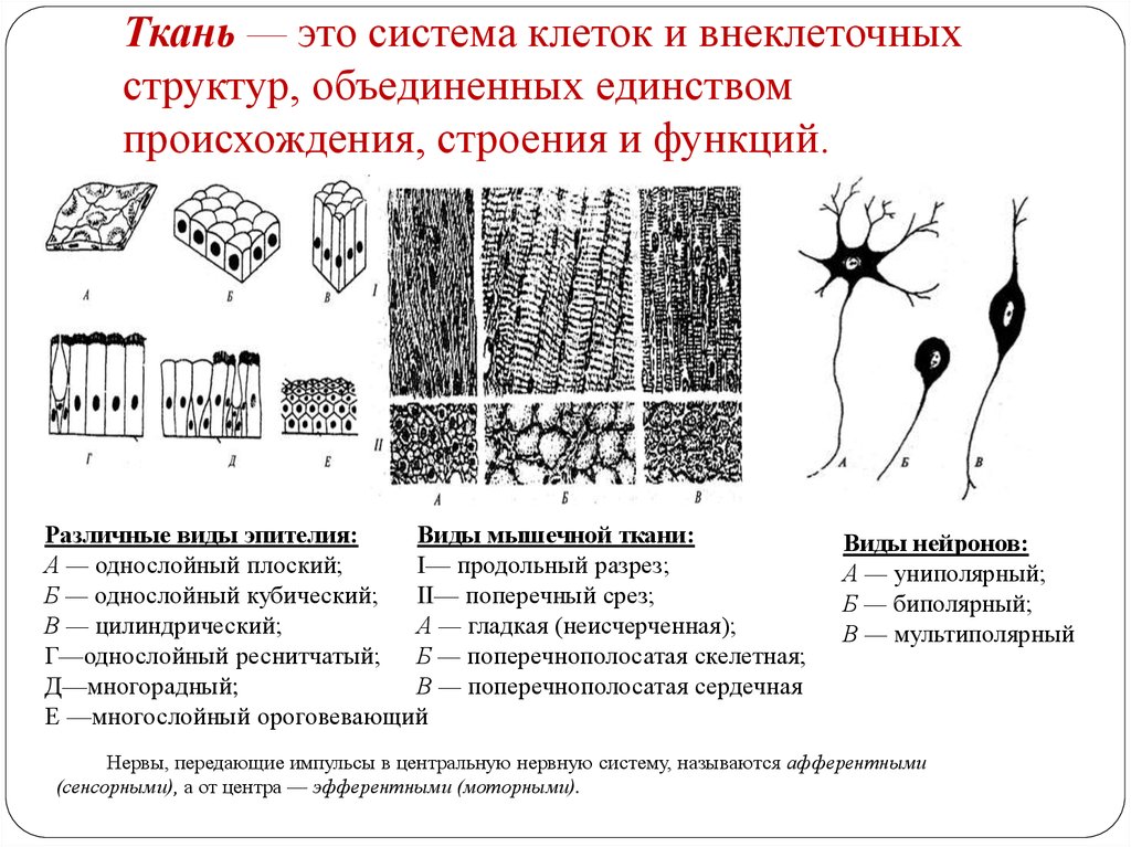 Функции клеток тканей. Ткань это система клеток и внеклеточных структур. Строение клетки ткани. Клетка и ткани анатомия. Виды клетки на ткани.