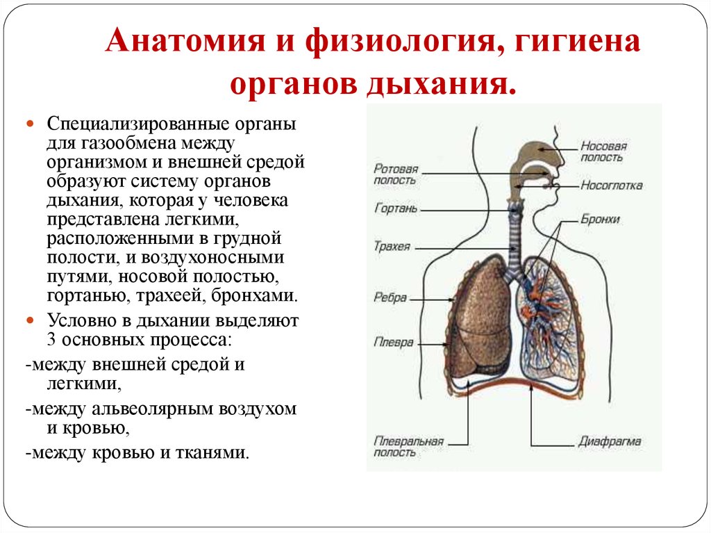 Основу легких составляют. Дыхательная система органов структура. Схема строения системы органов дыхания. Физиология дыхательной системы схема. Анатомическое строение дыхательной системы кратко.