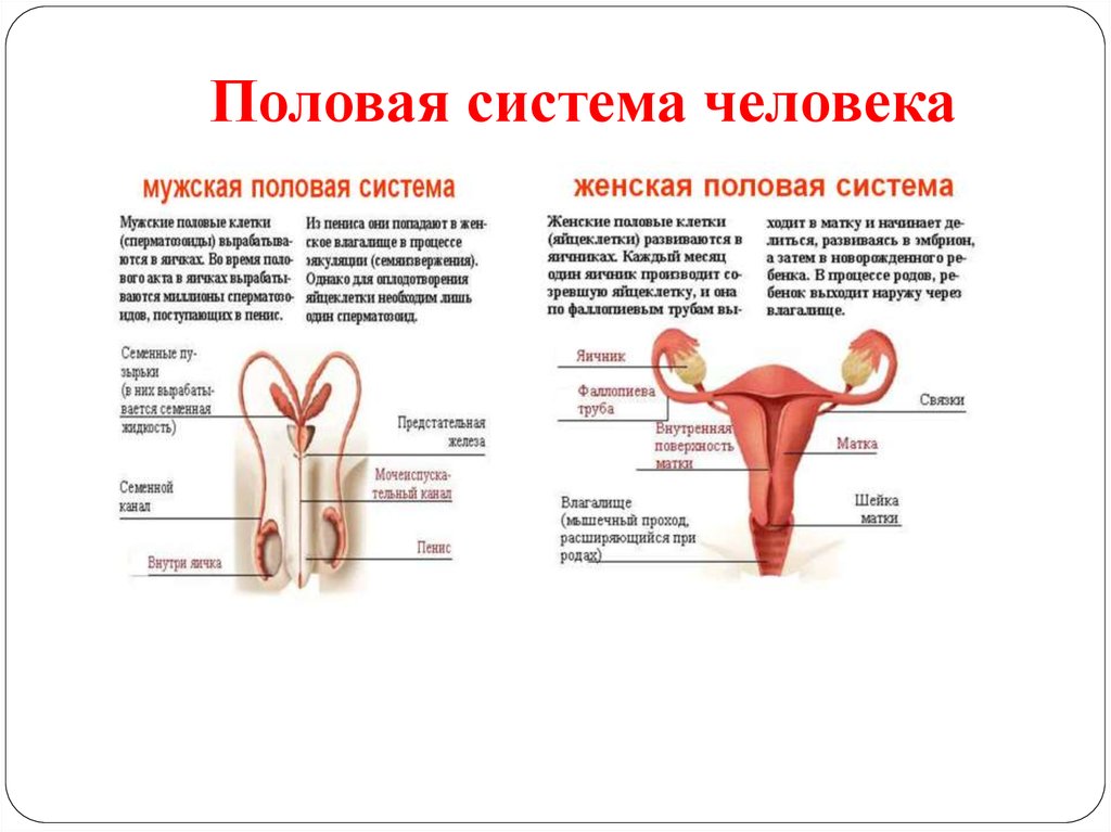 Женская половая система половые органы человека