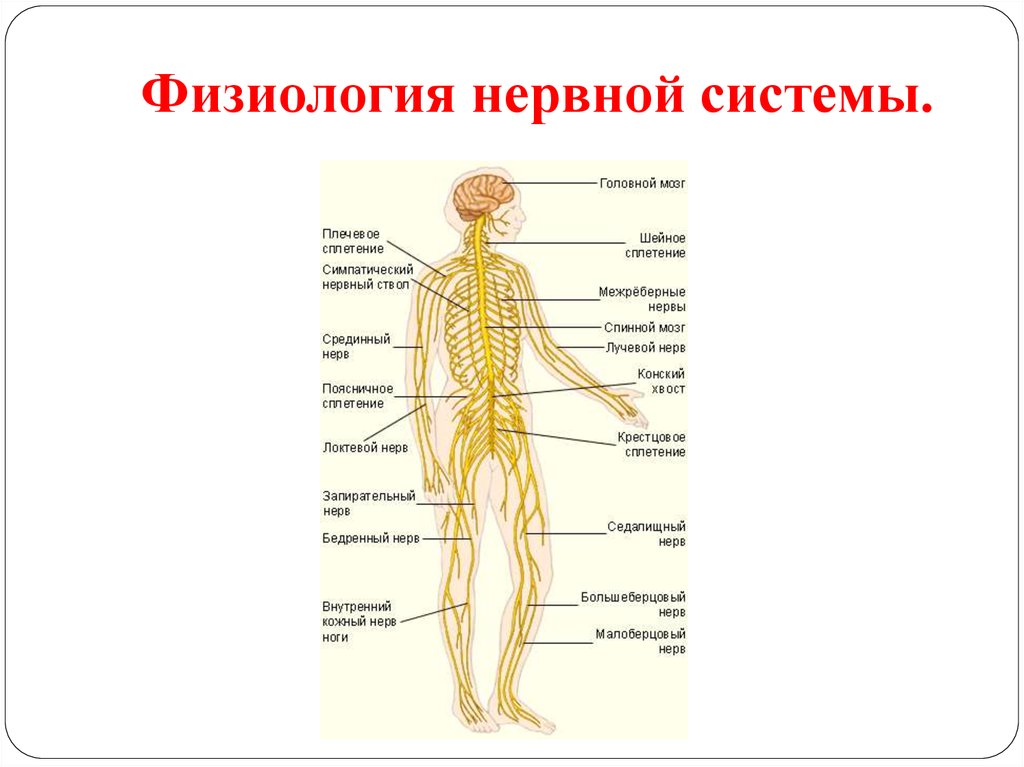 Органы входящие в центральную нервную систему. Строение человека нервная система анатомия физиология. Нервная система человека схема. Нервы человека. Нервная система нерв.