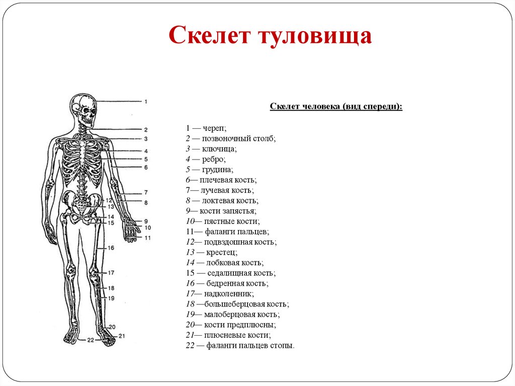 Человек латинское название. Кости туловище анатомия строение. Костная система скелет туловища. Кости туловища схема. Скелет туловища человека анатомия.