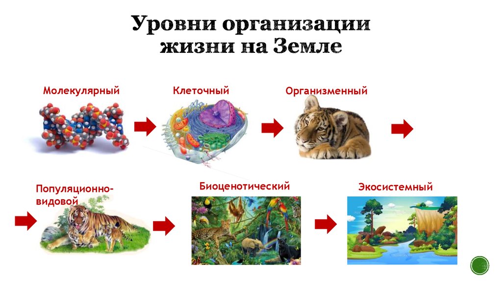 Уровни организации живой жизни