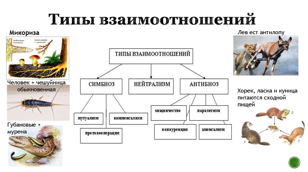 Определите вид организма. Типы взаимоотношений организмов схема. Типы взаимодействия между живыми организмами схема. Типы взаимодействия между организмами схема. Схема взаимодействия живых организмов.