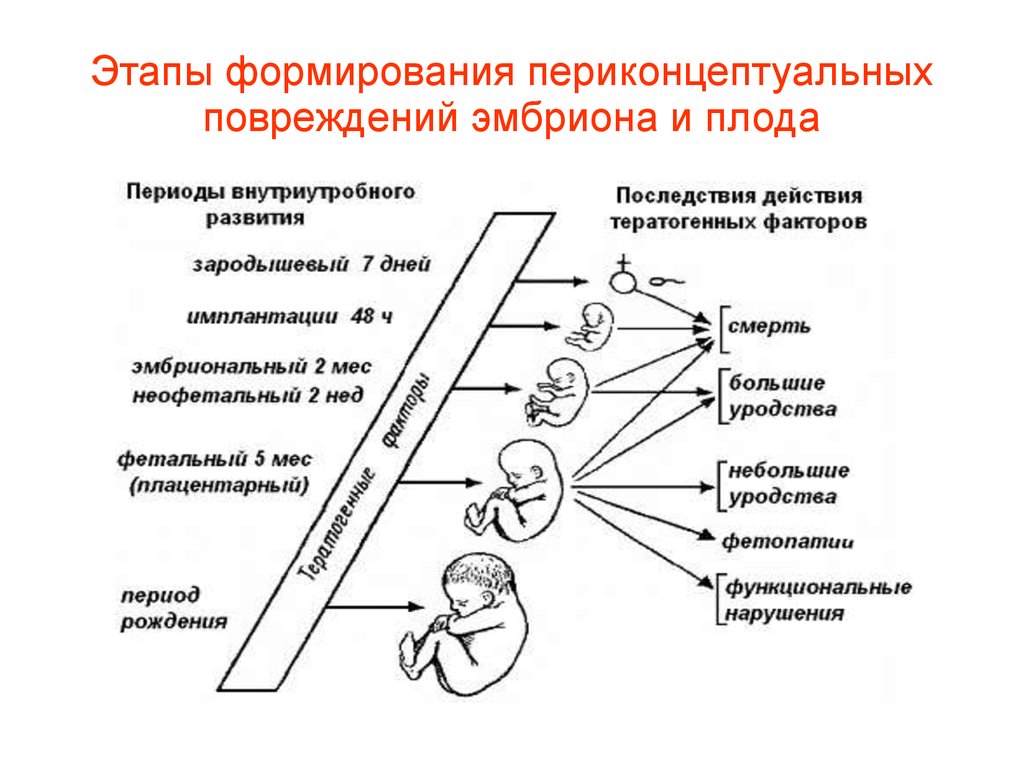 Периоды внутриутробного этапа развития. Периоды перинатального развития. Этапы развития в перинатальной психологии. Внутриутробный период развития ребенка. Перинатальный период стадии.