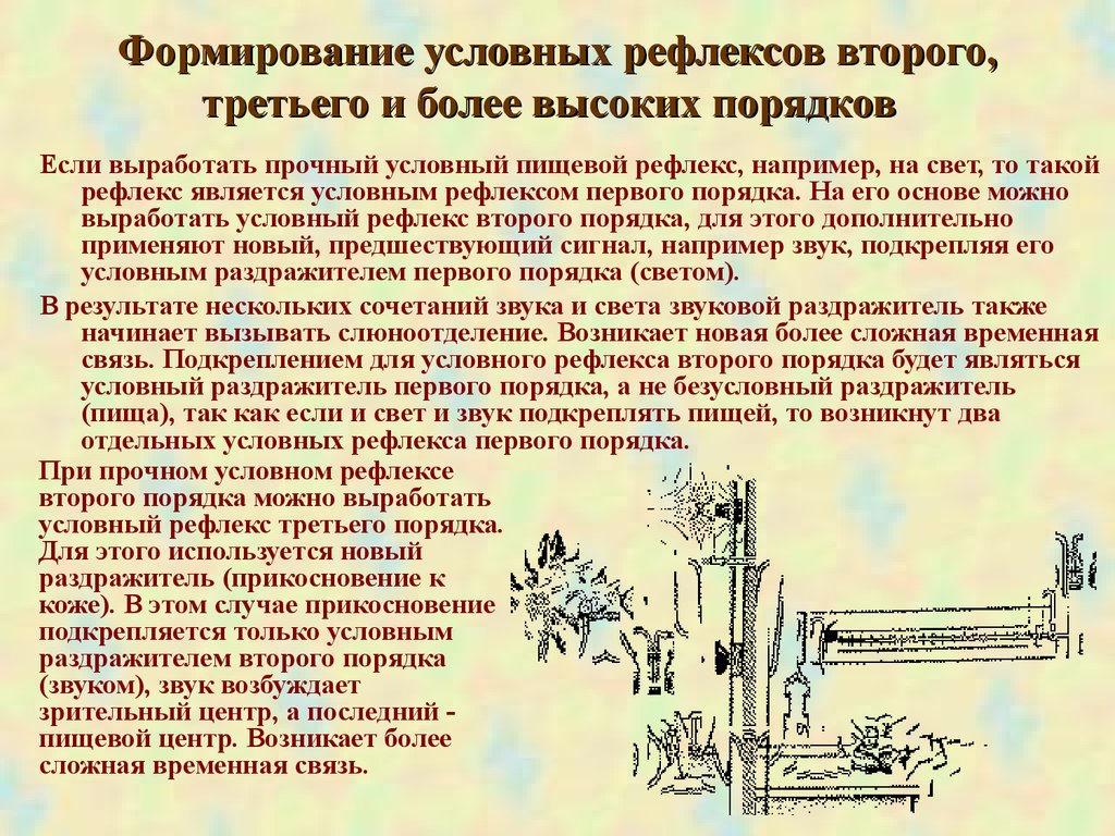 Первого второго и третьего порядков. Условные рефлексы высших порядков вырабатываются на основе:. Условный рефлекс второго порядка. Пример условного рефлекса третьего порядка. Второй порядок условного рефлекса.