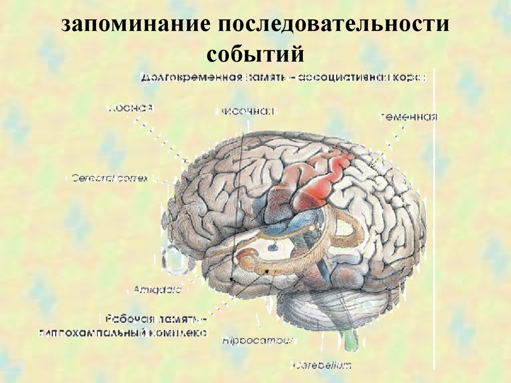 Памяти мозгового. Память структуры мозга. Ассоциативная лобная кора. Мозговые структуры памяти. Системы памяти в мозге человека.