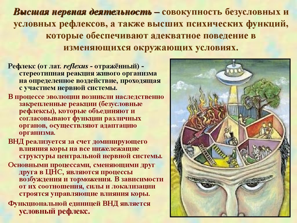 Высшая нервная деятельность рисунок