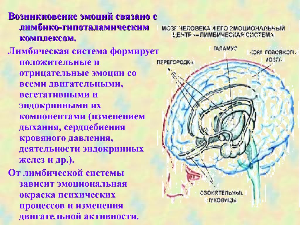 Система эмоций. Лимбическая система эмоции. Лимбическая система и физиология эмоций.. Гипоталамо-лимбическая система. Гипоталамус и лимбическая система.