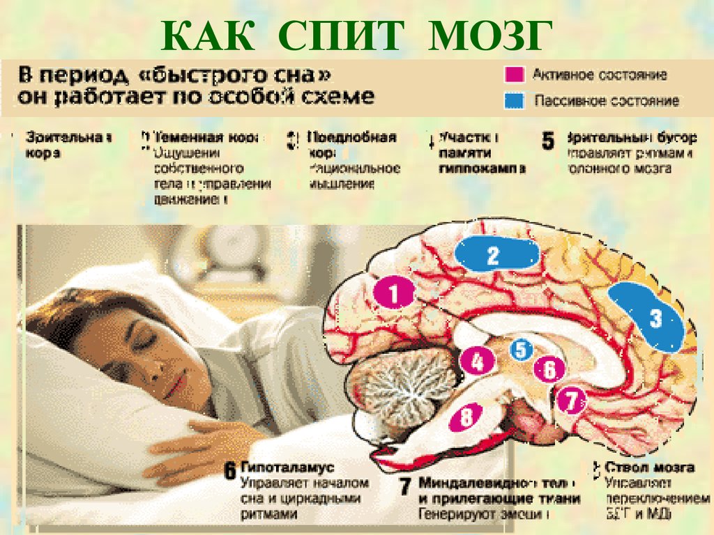 Почему мозг хуже. Сон и мозг. Сновидения мозг. Отдел мозга отвечающий за сон. Активность спящего мозга.