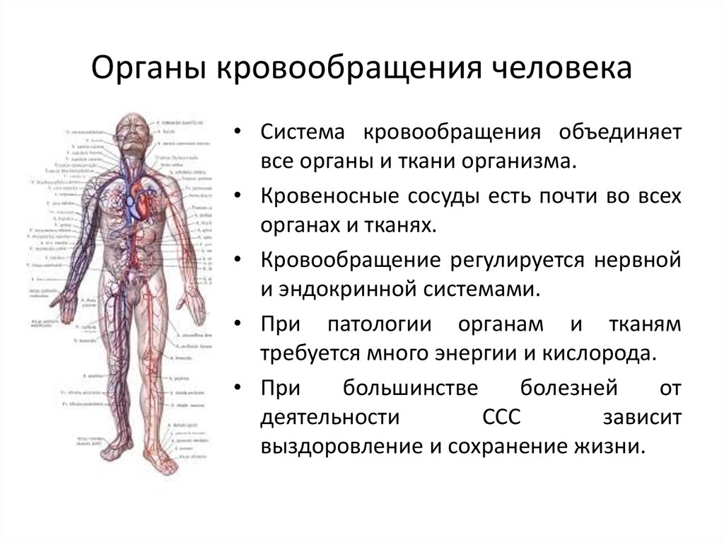 Перечисли органы кровообращения. Система органов кровообращения состоит из. Функции кровеносной системы человека 4 класс. Система органов кровообращения функции. Схема на тему система органов кровообращения.