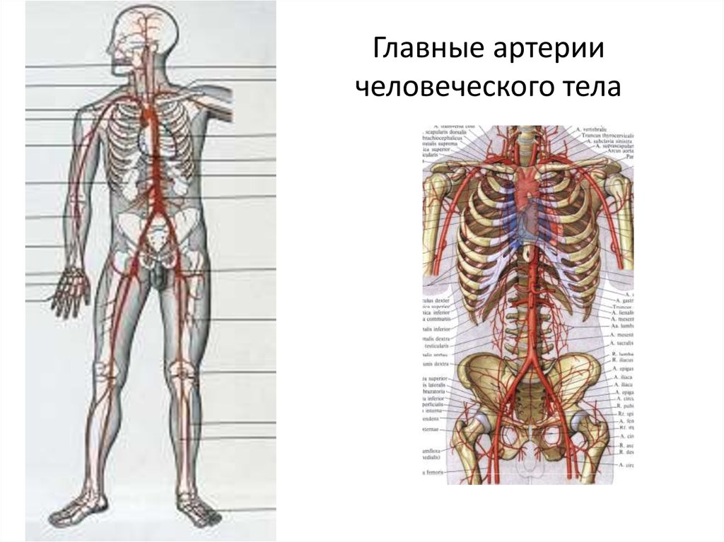 Главные артерии человеческого тела