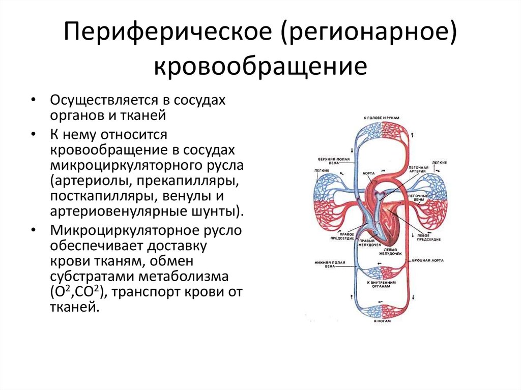 Схема нарушения кровообращения