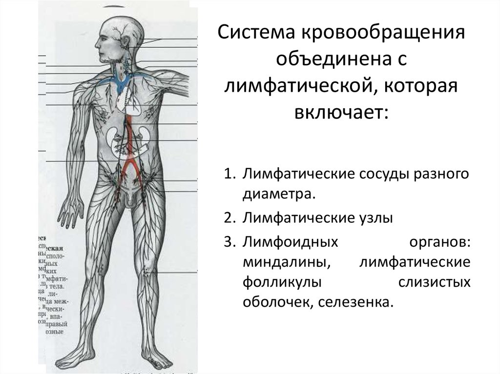 Нарушение общего кровообращения. Лимфатическая система человека движение лимфы. Лимфатическая система нижних конечностей человека. Кровеносная и лимфатическая системы.
