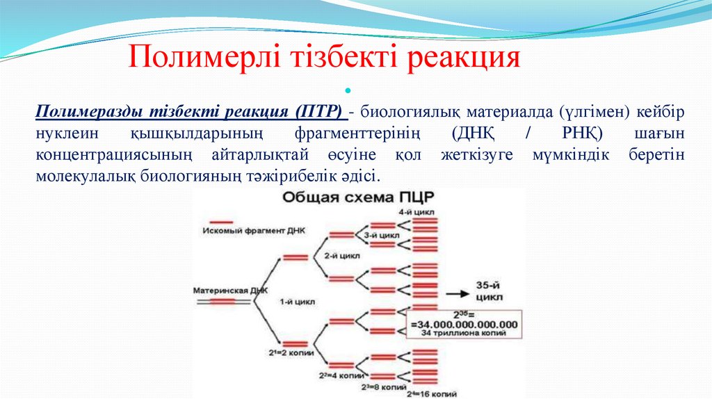 Метод полимеразной цепной реакции презентация