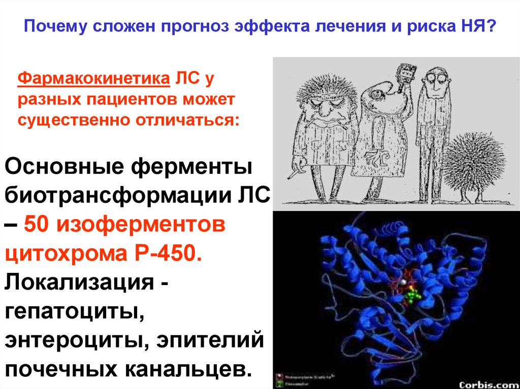 Эффекты лечения. Прогнозируемый эффект. Энтероциты ферменты. Изоформы цитохрома р450 локализованы в. Цитохром локализация в клетке.