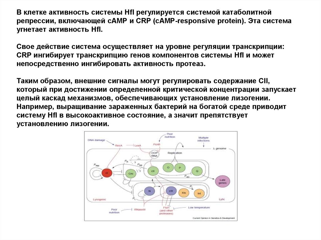 Активность клетки