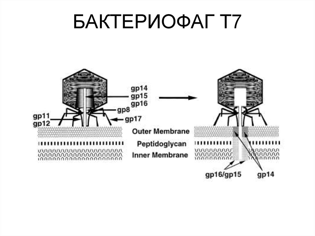 Ранние гены фага лямбда