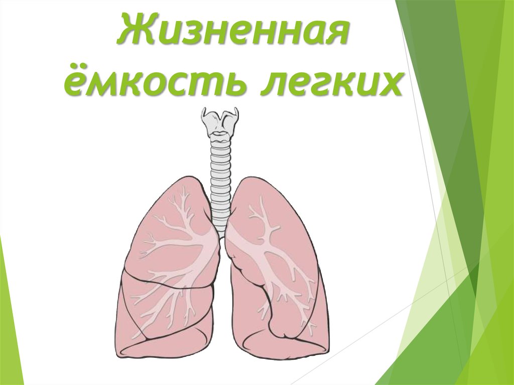 Рассмотрите рисунок с изображением функционального деления общей емкости легких как