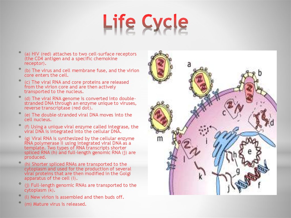 HIV Life Cycle. Hiv1 hiv2. Cd4 cd8 HIV Dot Plot. Cd4 cd8 HIV Patient Dot Plot. Human immunodeficiency virus 1