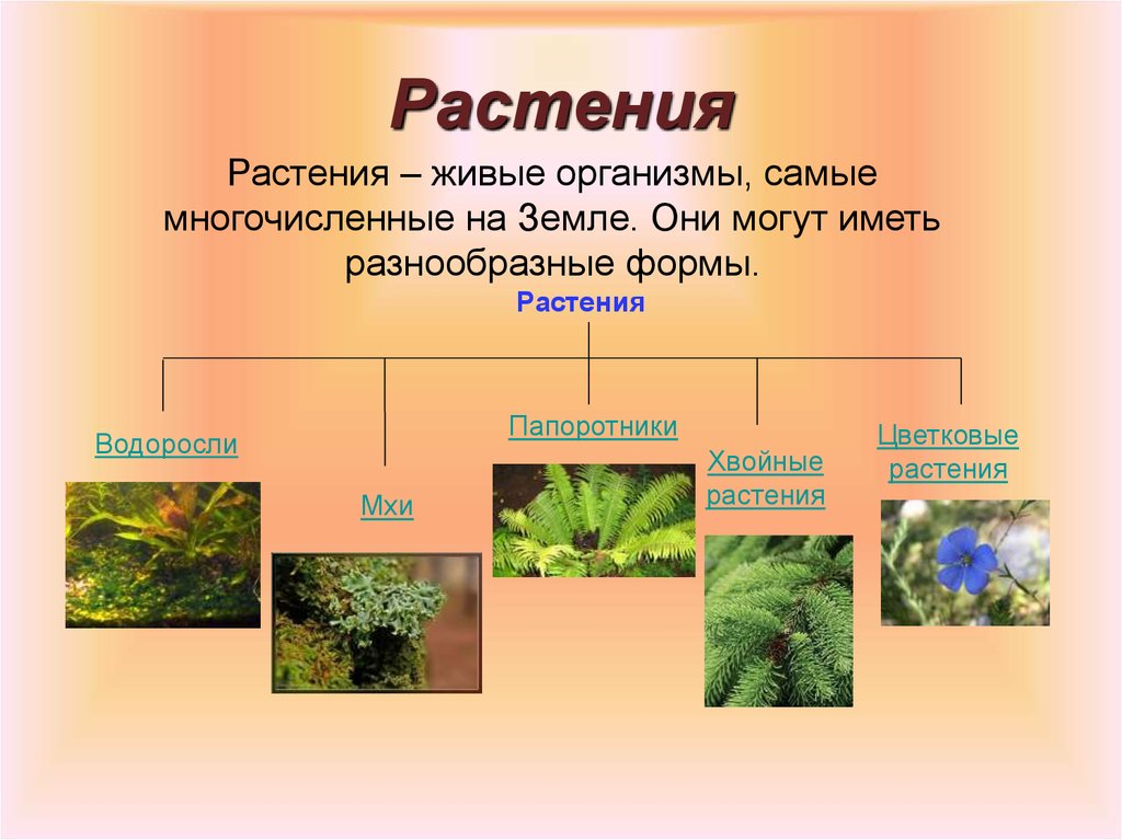 Многообразие растений в природе. Растение живой организм. Группы растений. Группы организмов растений. Виды растений.