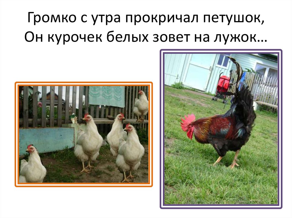 Громко с утра прокричал петушок, Он курочек белых зовет на лужок…