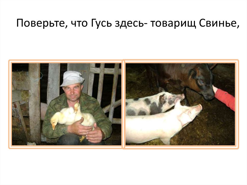 Поверьте, что Гусь здесь- товарищ Свинье,