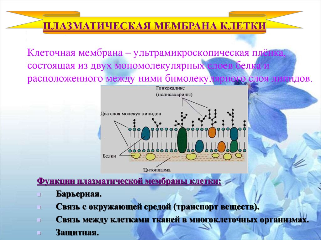 4 функция плазматической мембраны. Клеточная плазматическая мембрана функции. Функции плазматической мембраны. Плазматическая мембрана 2 слоя.