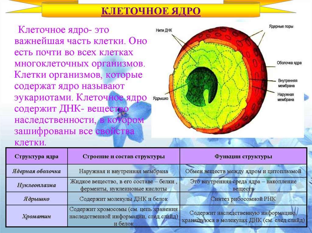 Характеристика клетки