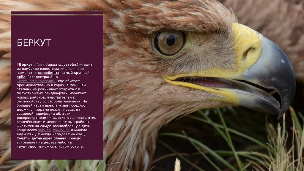 беркут
