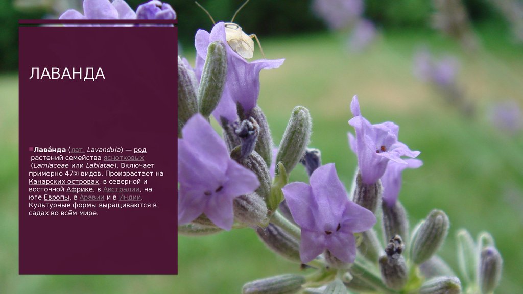 лаванда