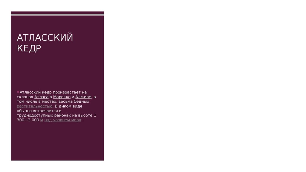 Атласский кедр